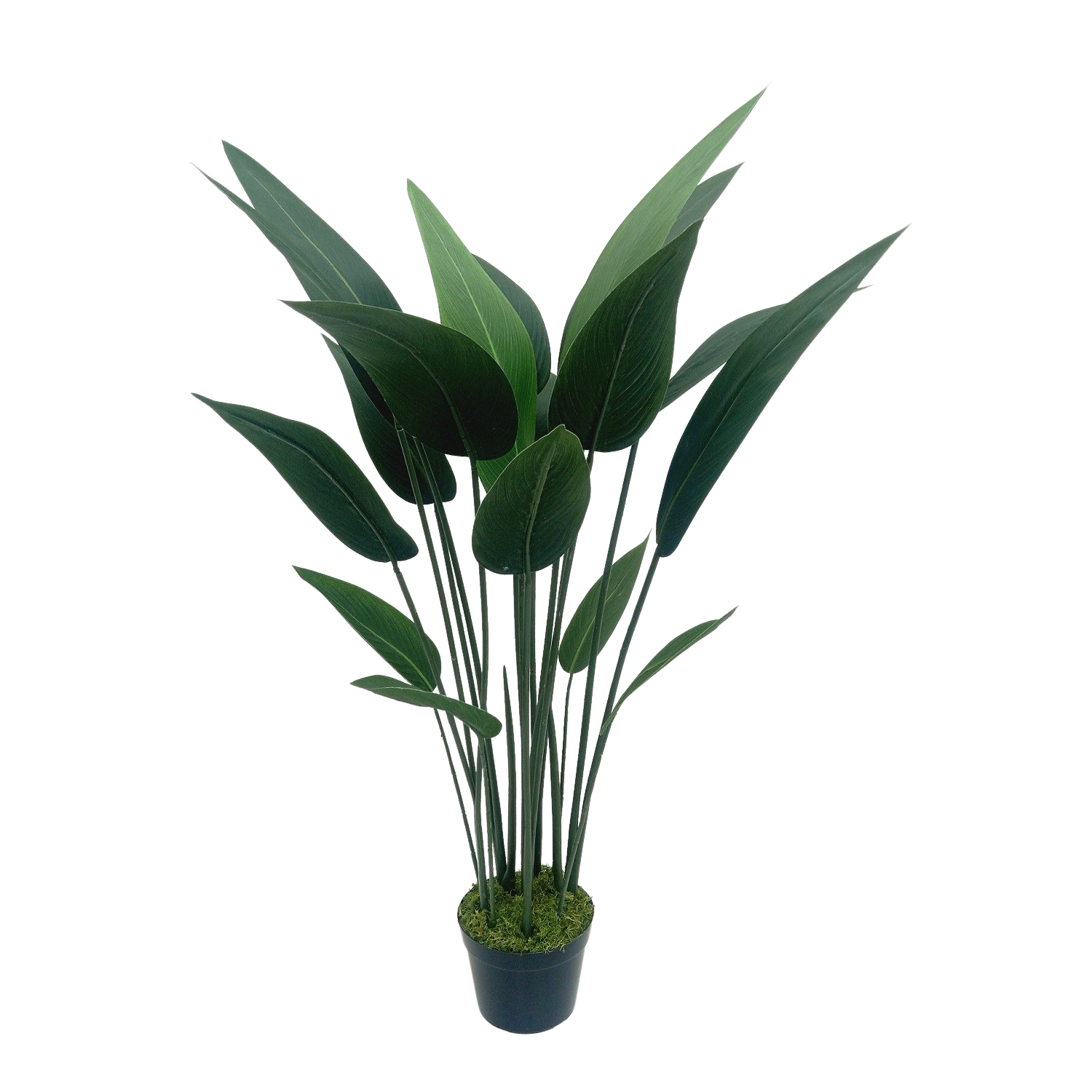 Strelitzia Arbusto (1,10m)