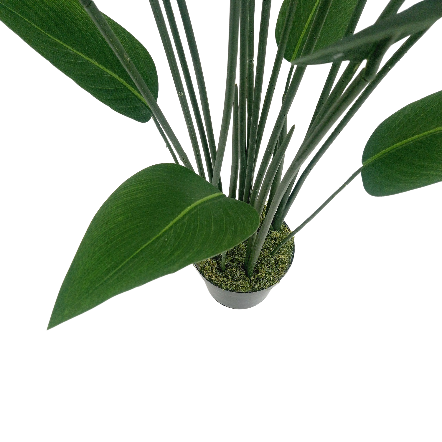 Strelitzia Arbusto (1,10m) - Imagem 2