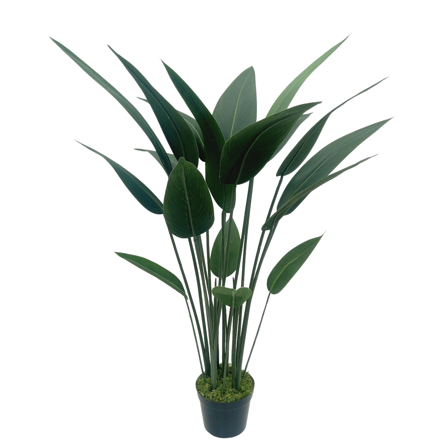 Strelitzia Arbusto (1,10m) - Imagem 3