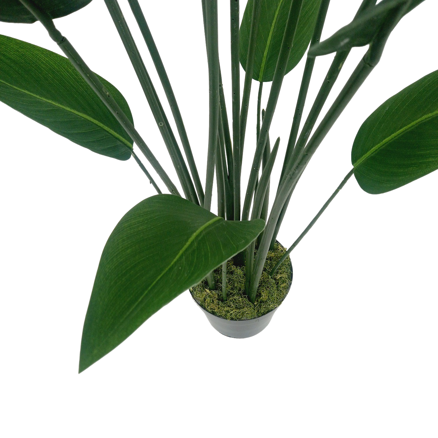 Strelitzia Arbusto (1,10m) - Imagem 5