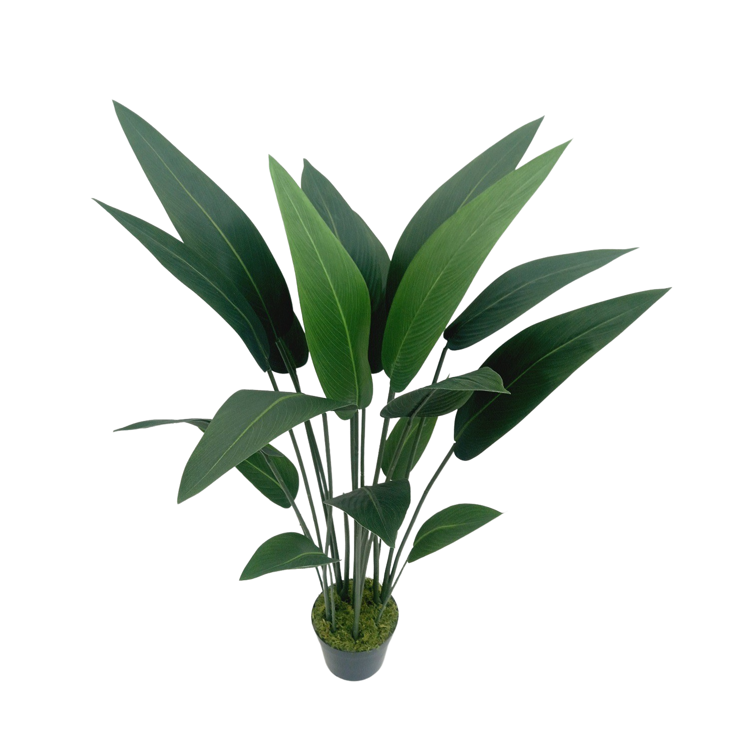 Strelitzia Arbusto (1,10m) - Imagem 6