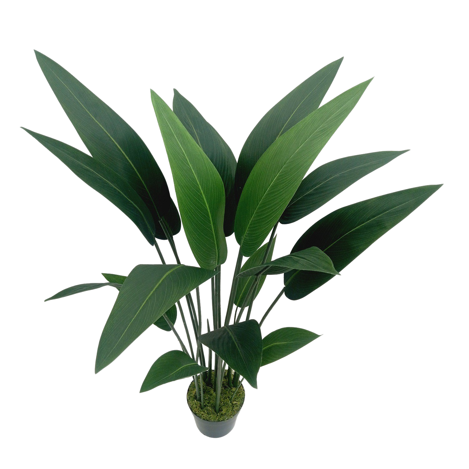 Strelitzia Arbusto (1,10m) - Imagem 7